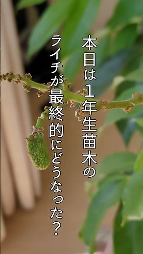 [How to Grow Lychee] (1st-Year Lychee Fruit Edition) #9. Growing High-End Fruit at Home. With Che...