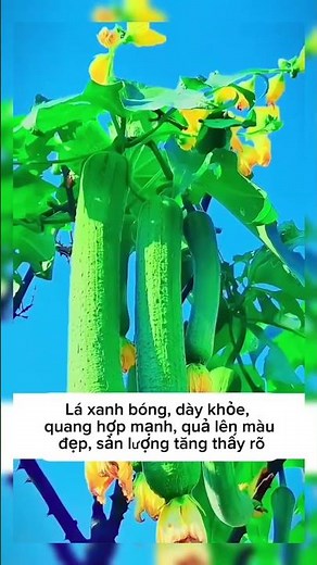 3 Recipes Using Baking Soda to Grow Vegetables Effectively and Get a Good Harvest | Planting Tips