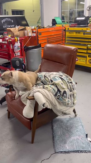 Cotton’s neighbors (Hank and Haley), mom (tater- bully), and sister(Lucy the piggy) stopped by to celebrate his 5th birthday! Everyone got a piece of cake at hwy123speedshop! @hwy123_speedshop Cake by @petsuppliesplus_greenville | Quick Chick Designs