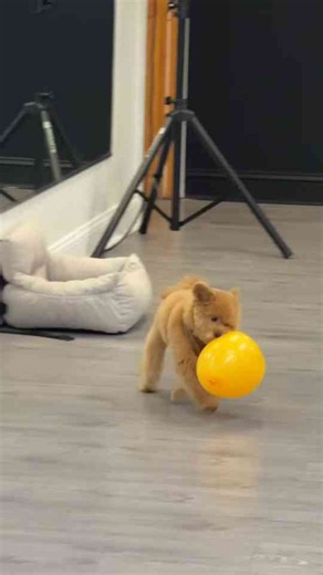 Barney the Pomapoo plays with a colorful balloon