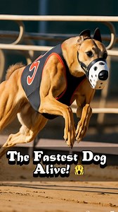 94K views · 3.5K reactions | The Fastest Dog breed Alive!  . . . . . . #greyhound #dogfact #fastdog #fypviralシ #short | Doggy Discovery | Facebook