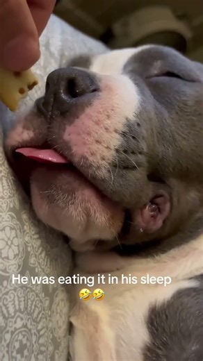 Dogs have the biggest hearts 🤭😜 #Funny #viral #dog #funnyvideos #fyp