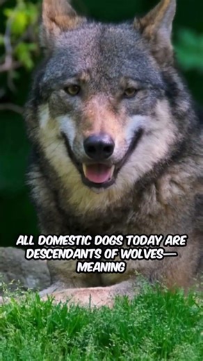 10 Crazy Wolf Facts You Won’t Believe Exist! #animalfacts #wildlife #wolf #shorts