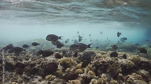 Tropical fish swim on reef under rolling wave, Slow motion. Underwater coral reef and its inhabitants with storm wave breaking over it. Ocean waves underwater over shallow coral reef.