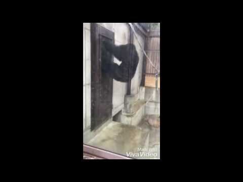動物園のチンパンジーが大暴れ