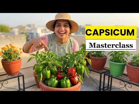 Capsicum Masterclass | Seed to Harvest in Hindi | GetMyHarvest 🫑 🌱