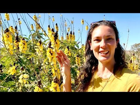Beautiful support tree for your food forest - Popcorn Senna