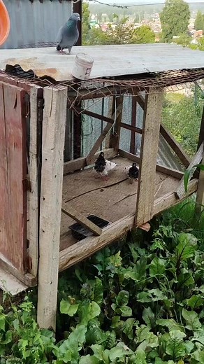 216 reactions | #taddylover #petlovers #birds #petcare #breeding #pair #shok #hyflyer #pigeons #trandingreel #viral | Shah Qayoom | Facebook