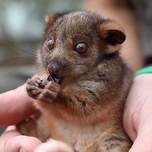 97K views · 970 shares |  Posie the Ringtail Possum sure is enjoying her first ever grape!  Plan a road trip to visit Posie and get up close with many other adorable native animals at The Australian Reptile Park on This is the Central Coast ! #NewSouthWales | Visit NSW | Facebook
