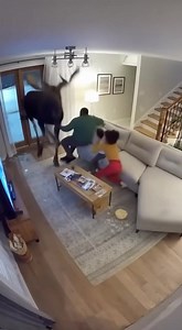2.6K views | Home security camera catches a Moose barreling into a families living room | Flash News | Facebook