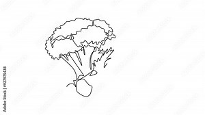 Self drawing animation of single line draw whole healthy organic green broccoli for harvesting logo identity. Fresh edible green plant concept for vegetable icon. Continuous line. Full length animated
