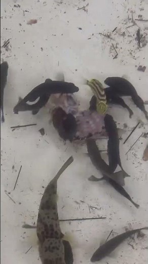殻だけになったウニも、コッパグレやカゴカキダイ、ササベラが食べつくそうとしています。最後にはくずだけが残り、形状が全くなくなり、トゲも食べつくします。