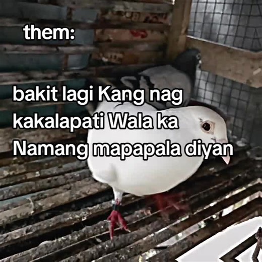 Understanding the Passion for Racing Pigeons