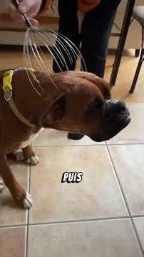 🐶 Tout sur les Chiens | Conseils, Éducation, Soins & Moments Adorables