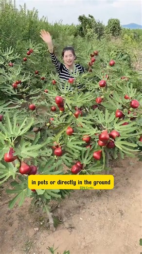 4.2K views · 28 reactions | fig tree | Dodo Garden | Facebook