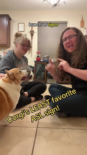 Corgi’s least favorite ASL sign — Fist bump explained