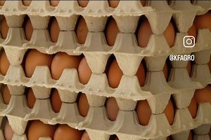  Export Alert from KF Agro! 讀 We are proud to announce that KF...