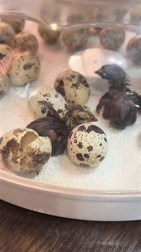 1.2K views · 13 reactions | Chicks hatch themselves & it’s not as easy as it looks! ✨ #hatching #chicks #incubator #education #fyp | Simply Chickens | Facebook