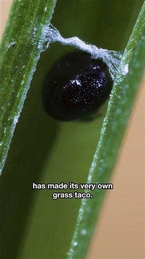 Watch This Caterpillar Make a Taco With a Blade of Grass | #DeepLook #Shorts