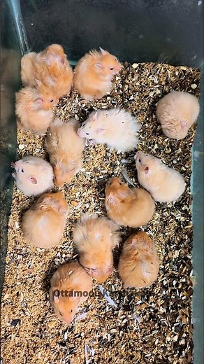കീശയിൽ ഇട്ടു നടക്കാവുന്ന കുഞ്ഞൻ മാർ.🐹 hamster എലിയേക്കാൾ മിടുക്കന്മാർ.🥹 #hamster #shorts #shortsfeed