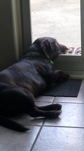 30K views · 196 reactions | Sometimes we are just too lazy to get up for anyting too! One of those days!! Funny Videos Thanks to @Lana R. for submitting! Want to be featured? Message us videos you filmed to be featured on the page! | Funny Videos | Facebook