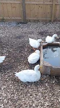 Pekin Ducks Can Lay At All Hours