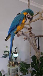 8.5K views · 355 reactions | By using operant conditioning with an...