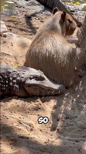 Why Capybaras Stay Calm Around Other Animals | Nature’s Peaceful Secret #capybara #capybaraworld