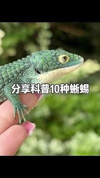 分享科普10種蜥蜴，你見過幾種？ #科普知識 #蜥蜴 #有趣的知識又增長了