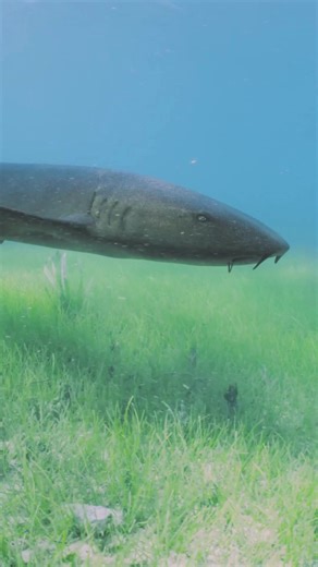 Do you know why sharks are important to our ocean’s ecosystems? Apex predators, like sharks, tip the population scales in their communities. By controlling prey populations, they ensure that the ecosystem stays in balance. Without their presence, the animals sharks feed on could overpopulate and decimate their own prey or other available resources. For example, in a seagrass meadow where sharks no longer keep the ecosystem in check, its prey, like the parrotfish or the green sea turtle, will con