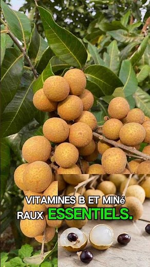Longane : le fruit qui améliore le sommeil et la mémoire. #bienetre #conseilssante #fruit