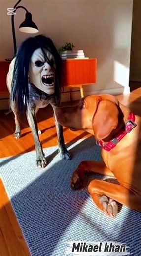 dog with masks scaring other dogs| small dogs wearing masks|#dogsoftiktok #funnypets #viraltiktok