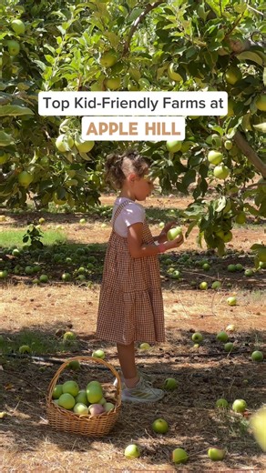 Tanya 🌎 Family Adventures & Hidden Gems in California! 🚗✨ on Instagram: "🍎✨ Apple Hill @applehillofficial is one of our favorite fall family traditions! If you’re looking for kid-friendly farms, here are some amazing stops to add to your list this season 👇 1️⃣ Pine-O-Mine Ranch @pineomineranch – offers u-pick apples, plus beautiful open space for kids to roam. (first + last video) 2️⃣ Apple Ridge Farms @appleridgefarms – a kid favorite with gem mining, a hay maze, flower hikes, u-pick apples