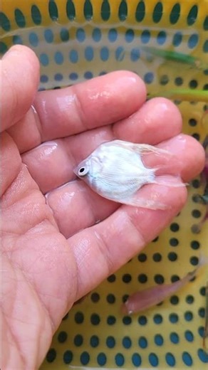 #whitescalari #fish #aquarium #tranding #trending #relaxing #relaxingmusic
