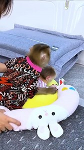 Monkey Kaka and Monkey Mit sleeping next to mom are extremely cute | Monkey TV