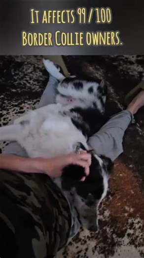 Is your dog affected by this? Real border collie owners understand. .