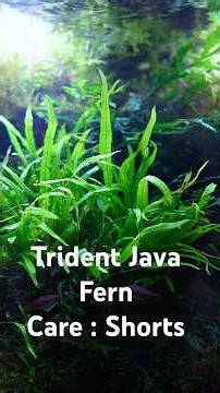 Trident Java Fern care #aquascape #aquascapelowtech #fishtank #fishaquarium #fishbowl #fish