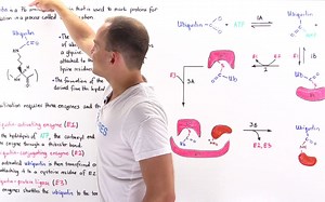 Ubiquitination of Proteins