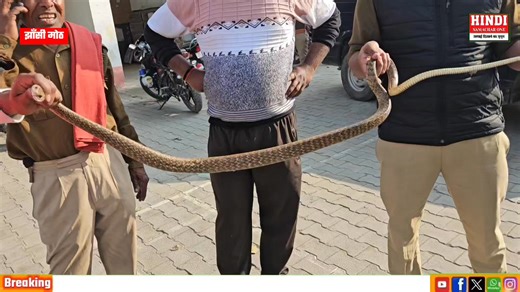 कोतवाली में निकला ज'हरीला साप, सपेरे के साथ दरोगा ने रेस्क्यू कर पकड़ा, जंगल मे छुड़वाया.... | हिन्दी समाचार वन