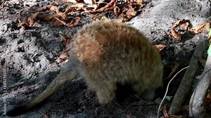 Close-up of a meerkat digging a hole in the sand