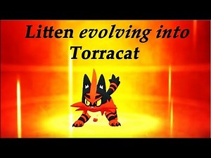 Litten evolves into Torracat ||Pokémon Ultra Sun and Ultra Moon