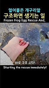 꽁꽁 얼어붙은 개구리알을 구조했더니, 2주 후.. #개구리알 #frogeggs #rescue