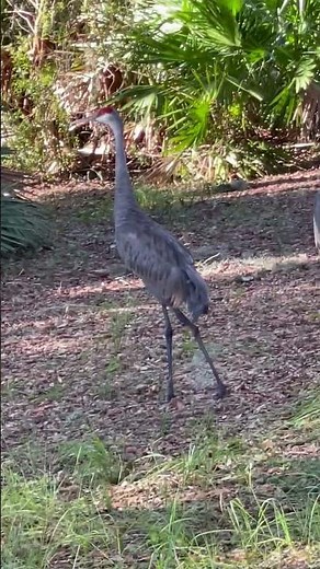 Sandhill Cranes