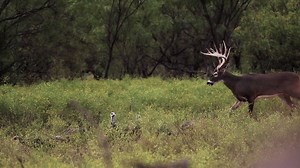 17K views · 242 reactions | Texas Two-Step? Ruttin' and Struttin'?...