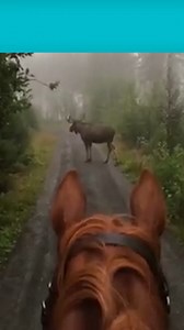 494K views · 806 reactions | The horse said, "SEE YA, MR. MOOSE!" 藍 | The Pet Collective | Facebook
