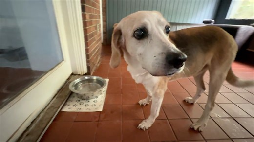 It saddens me to hear about abandoned senior dogs and cats. And I don't need to go into details. You already know they're out there. But thank God for the great people at Journey's End Animal Sanctuary in DeLand, Florida. The volunteers and staff provide care for dozens of cats, dogs, and other animals that need love and support in their twilight years. You can visit them on Saturdays, donate if you can, and maybe even take a furry friend home if you have the room. As seen on Florida Tonight: | 
