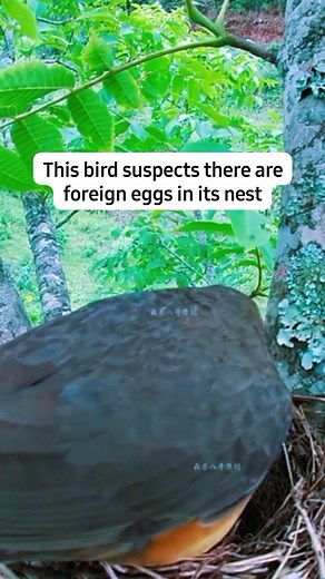 This bird suspects there are foreign eggs in its nest @penggemar berat #birds #bird #birdsofinstagram #birdwatching #birdphotography #birdlovers #bestbirdshots #animal #animals #animalphotography #wildlife #wildlifephotography #animalsofinstagram #birdlife #nature #naturelovers #wildlife_perfection #birdstagram | Animal Lovers