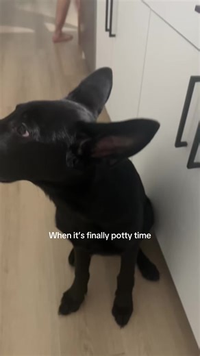 Potty Training Your German Shepherd Puppy