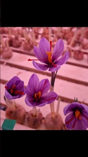 From Bud to Bloom: The Saffron Flower Journey