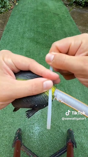 ASMR Alligator Sounds for Relaxation